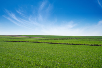 Zielone łąki i pola w słoneczny dzień z błękitnym niebem