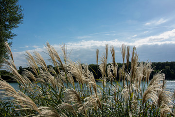 tll grass against water lake sea with blue sky and mountains in the background 