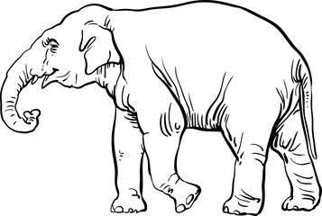 Elephant  black and white vector illustration