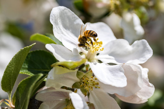 Apfelbaumblüte mit Biene bildfüllend schräg