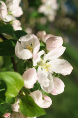 apple tree flowers blossoming in the sunny garden