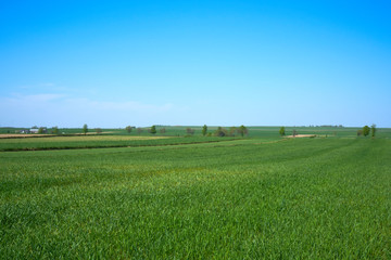 Zielone łąki i pola w słoneczny dzień z błękitnym niebem