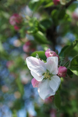 apple tree flowers blossoming in the sunny garden