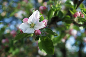 Fototapeta na wymiar apple tree flowers blossoming in the sunny garden