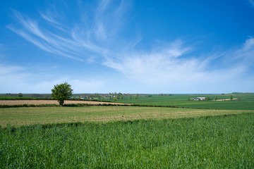 Zielone łąki i pola w słoneczny dzień z błękitnym niebem