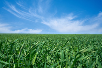 Fototapeta na wymiar Zielone łąki i pola w słoneczny dzień z błękitnym niebem