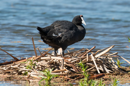 Foulque caroncul&eacute;e, .Fulica cristata, Red knobbed Coot