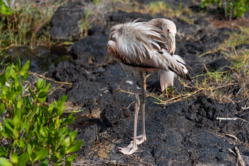 Caribean (American) flamingo in the lagoons of Puerto Villamil of Isabela Island, Galapagos.