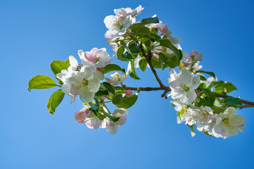 Kwiaty jabłoni w pełnym rozkwicie w piękny słoneczny dzień - obrazy, fototapety, plakaty