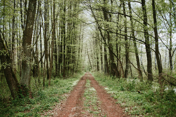 Fototapeta na wymiar Long rural forest road landscape.