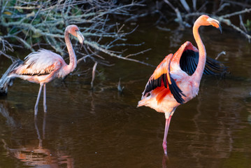 Caribean (American) flamingo in the lagoons of Puerto Villamil of Isabela Island, Galapagos.