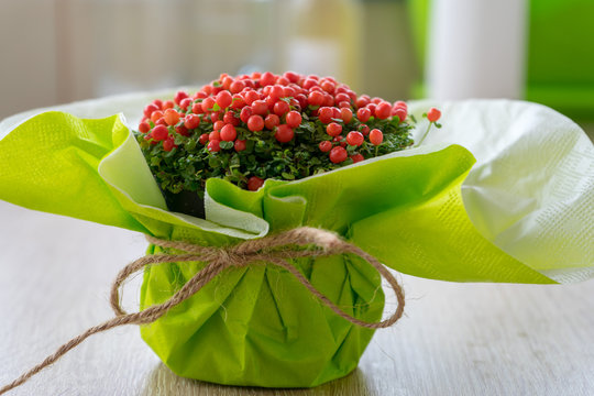 SSmall ornamental flower with red beeds on wooden table. Nertera granadensis. Coral bead plant. Pin-cushion plant. Coral moss. Baby tears.