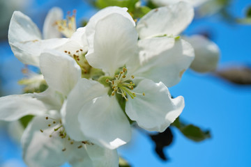 Fototapeta na wymiar Kwiaty jabłoni w pełnym rozkwicie w piękny słoneczny dzień