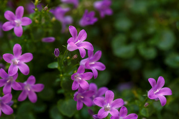 Violet Campanula flowers
