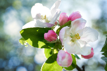 Fototapeta Kwiaty jabłoni w pełnym rozkwicie w piękny słoneczny dzień obraz