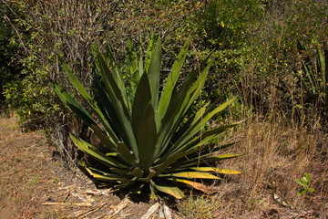 Fototapeta premium Agave plants at La Cangreja trail in Rincon de la Vieja NP near Curubande in Costa Rica