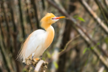White Cattle egret is found in the bamboo trees lakeside Pokhara Nepal.