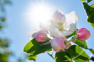 Kwiaty jabłoni w pełnym rozkwicie w piękny słoneczny dzień