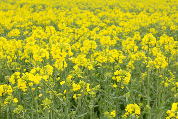 Cultivos de colza en el valle de Losa