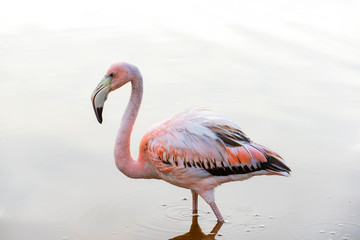 Caribean (American) flamingo in the lagoons of Puerto Villamil of Isabela Island, Galapagos.