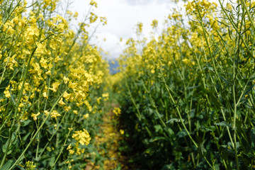 Dramatic Clouds over Rapeseed Fields.