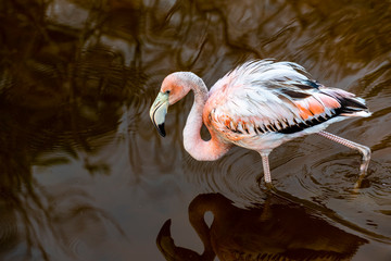 Caribean (American) flamingo in the lagoons of Puerto Villamil of Isabela Island, Galapagos.