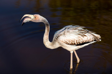 Caribean (American) flamingo in the lagoons of Puerto Villamil of Isabela Island, Galapagos.