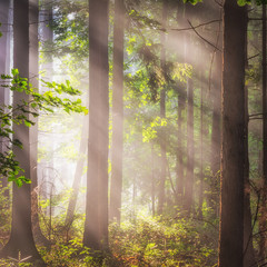 Sonnenstrahlen im Wald