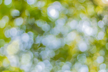 Obraz premium Green leaf bokeh from the sun shining through the outdoor forest. Bokeh background