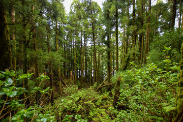 Fototapeta premium scenery at the azores (sao miguel)