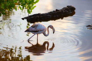 Caribean (American) flamingo in the lagoons of Puerto Villamil of Isabela Island, Galapagos.