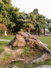 Beautifully illuminated stump in the park.