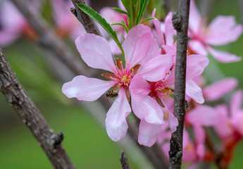 Blooming almonds.