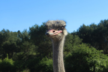 portrait d'une autruche en australie