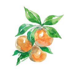 Watercolor fruits isolated on white background