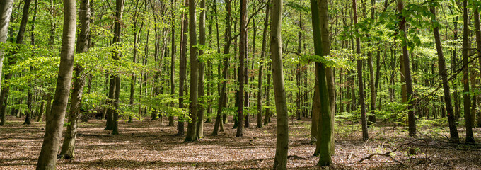 Tree trunks in a green forest in spring panorama
