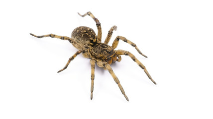 tarantula spider on white background. poison tarantula. human health hazard