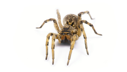poison tarantula. human health hazard. tarantula spider on white background