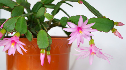 flowering of the Schlumbergera plant also known as Christmas cactus. Schlumbergera in the pot