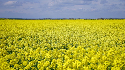 Fototapeta premium Kwitnące pole rzepaku. Rzepak na polu w lecie zbliżenie