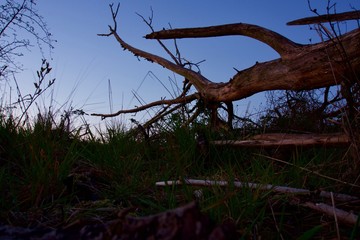 Toter Baum in angenehmer Atmosphere 