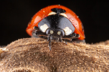 Tiny red ladybug with 4 spots on brown leaf