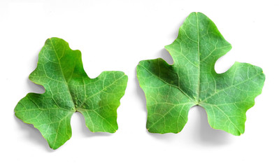 Fototapeta premium Green leaf Pentagon shape Five-pointed. Isolated on a white background. This has clipping path