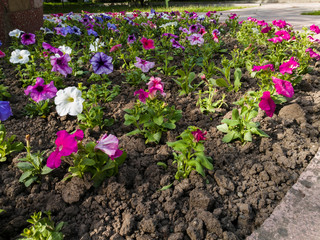 Beautiful flowers in the park and on the street..