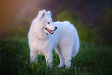 Obraz premium Beautiful young white Samoyed dog in sunset on the grass