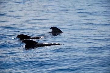 Fototapeta premium whale on the ocean