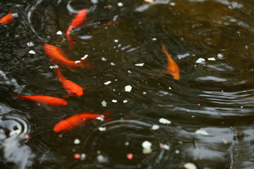 Goldfische in einem Teich