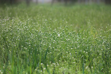  flowers in the field after rain on a blurred background with drops of dew on the petals and a butterfly