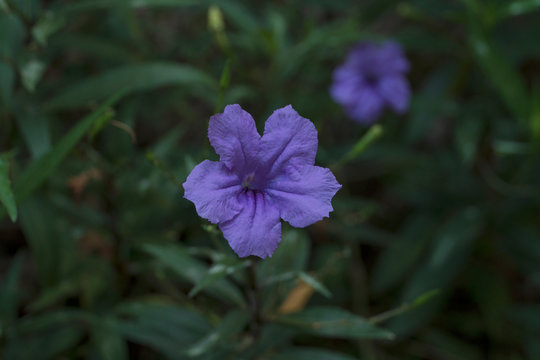 Blue Ruellia Squarrosa is a frost tender perennial that is often grown as an aquatic in water gardens or small ponds