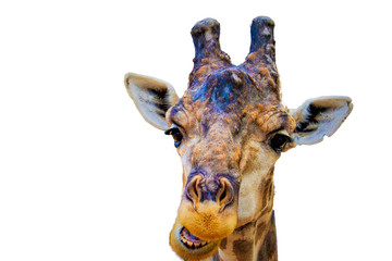 head giraffa isolated
